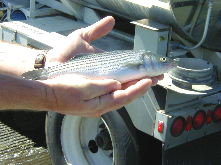 striper planter